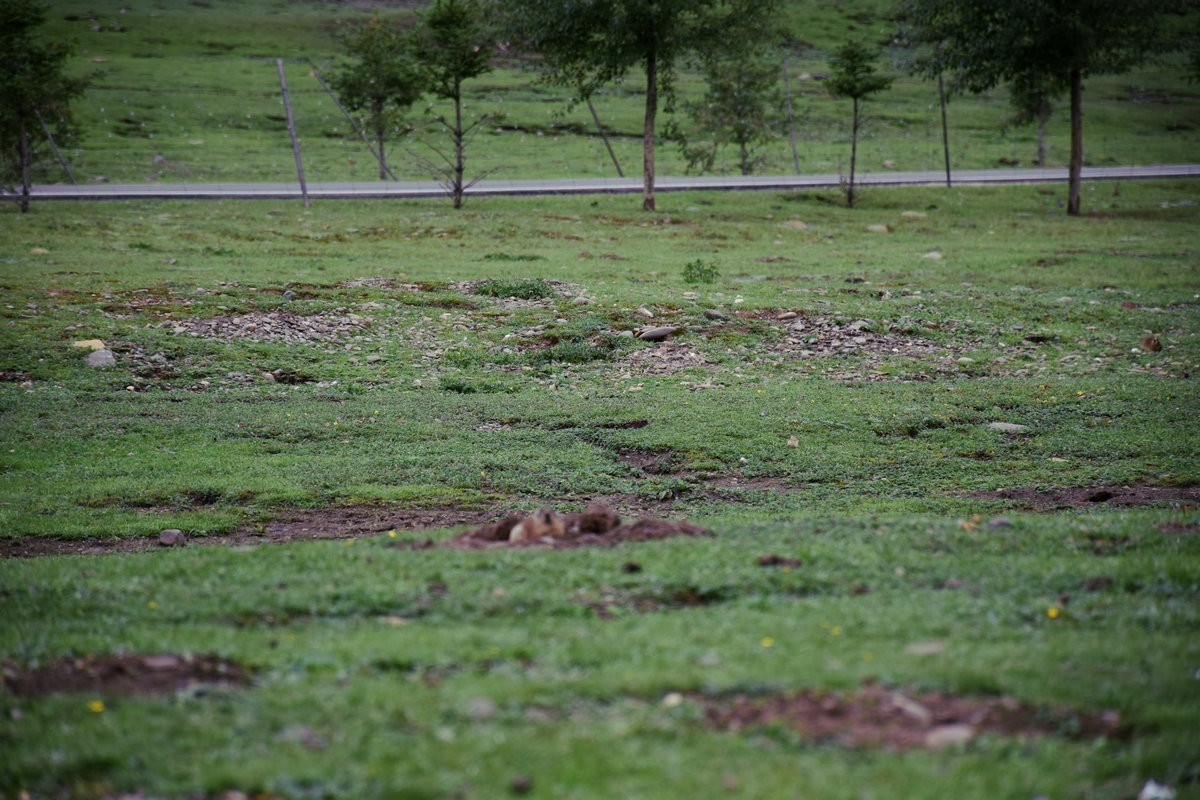 2023夏 黔赣鄂渝川（134）甘孜牦牛肉数色达