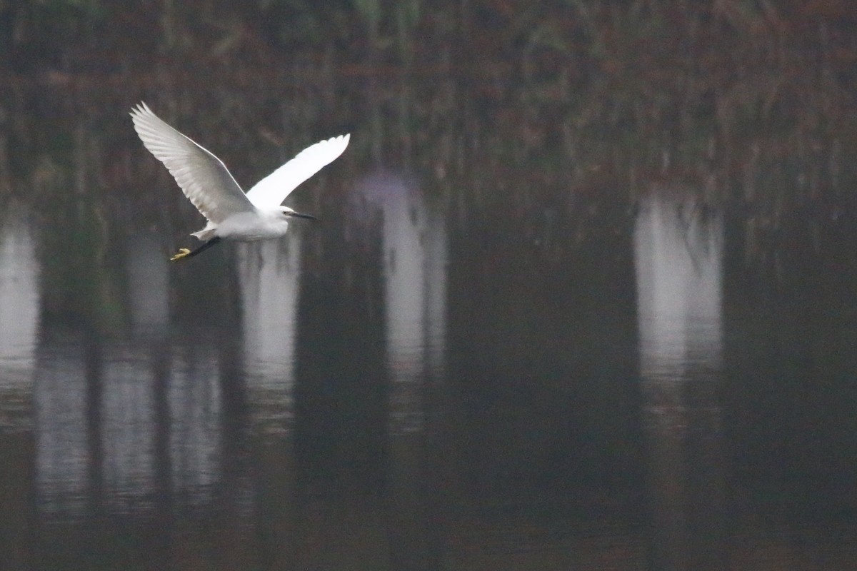 搭配长焦拍白鹭