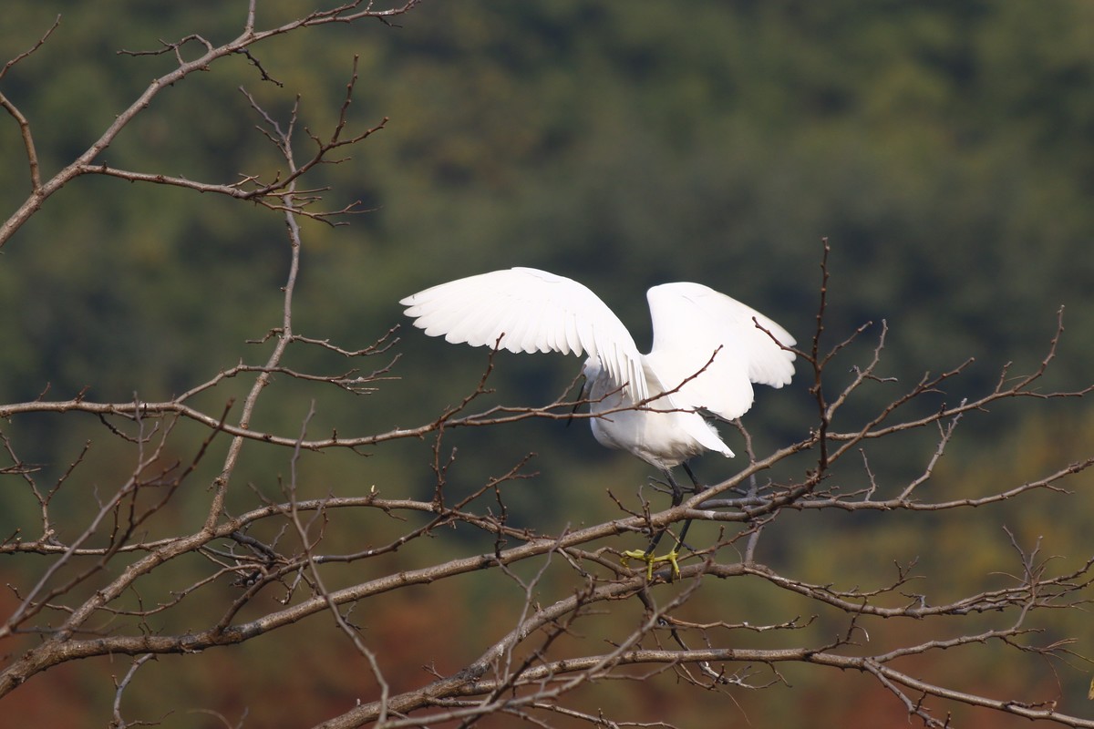 搭配长焦拍白鹭