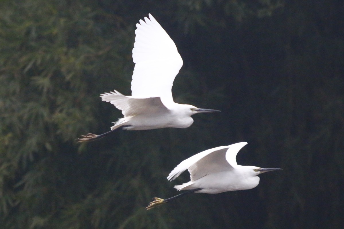 搭配长焦拍白鹭