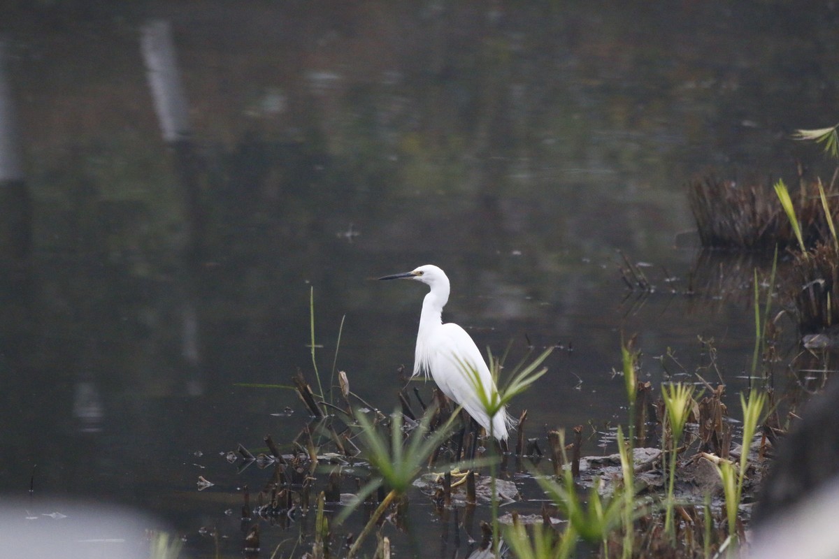 搭配长焦拍白鹭
