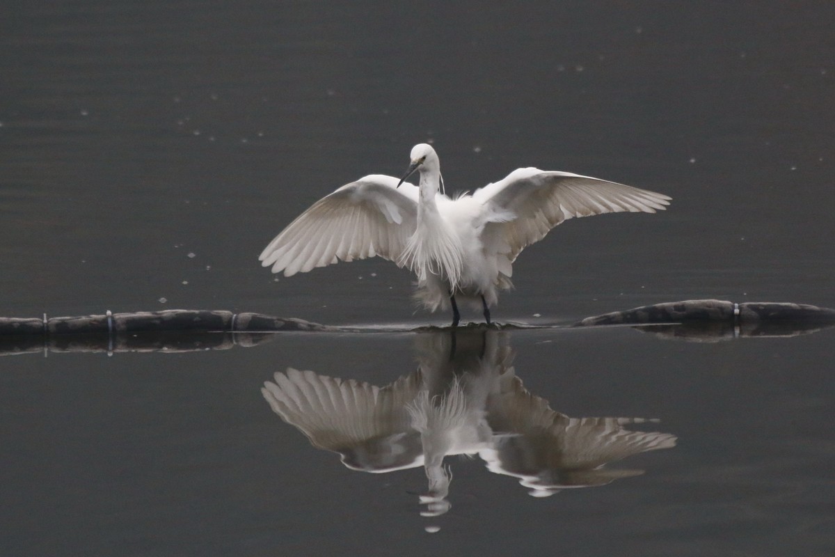 搭配长焦拍白鹭
