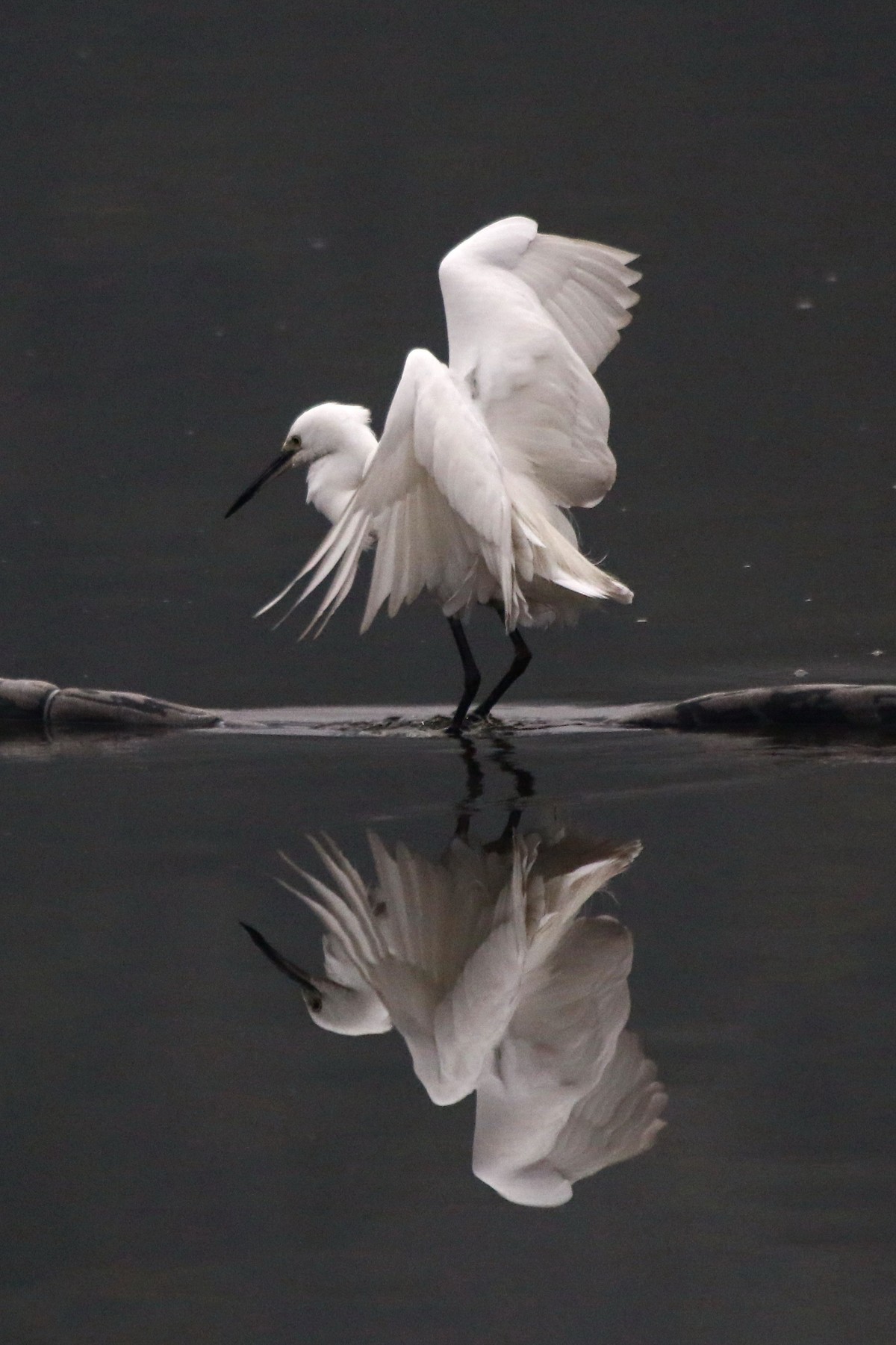 搭配长焦拍白鹭
