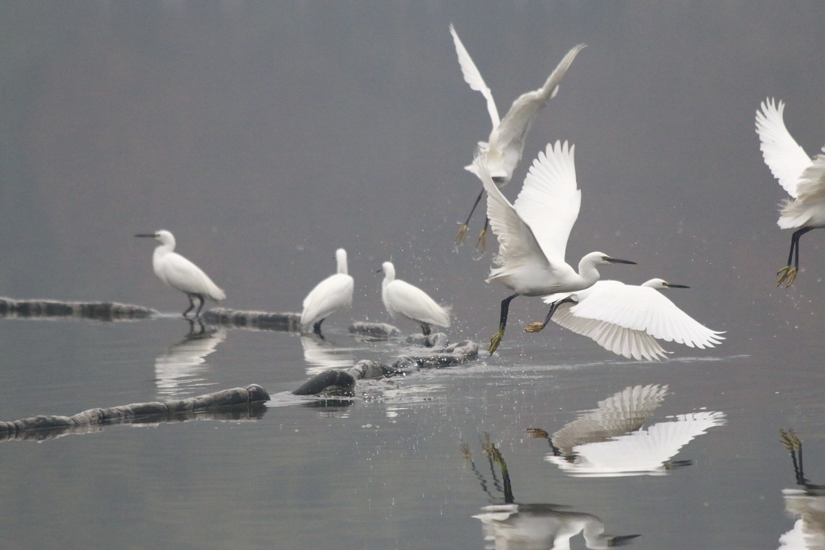 搭配长焦拍白鹭