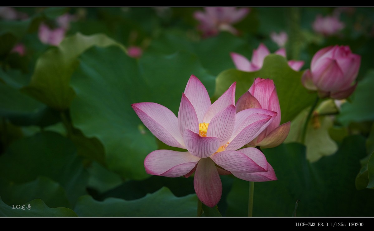 荷花正当时