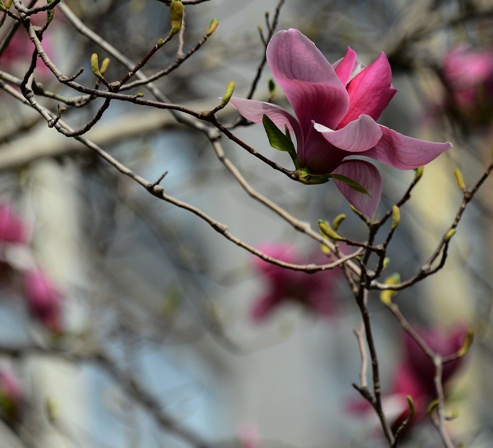 花卉系列【3333】