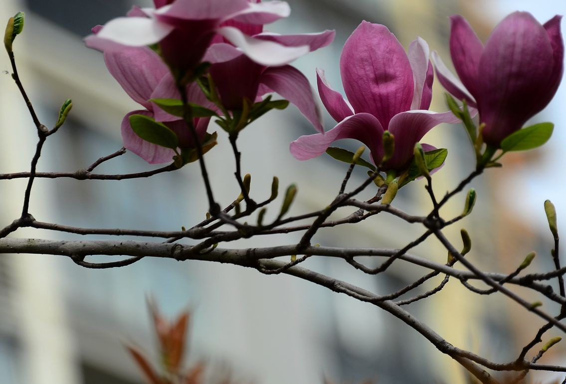 花卉系列【3333】