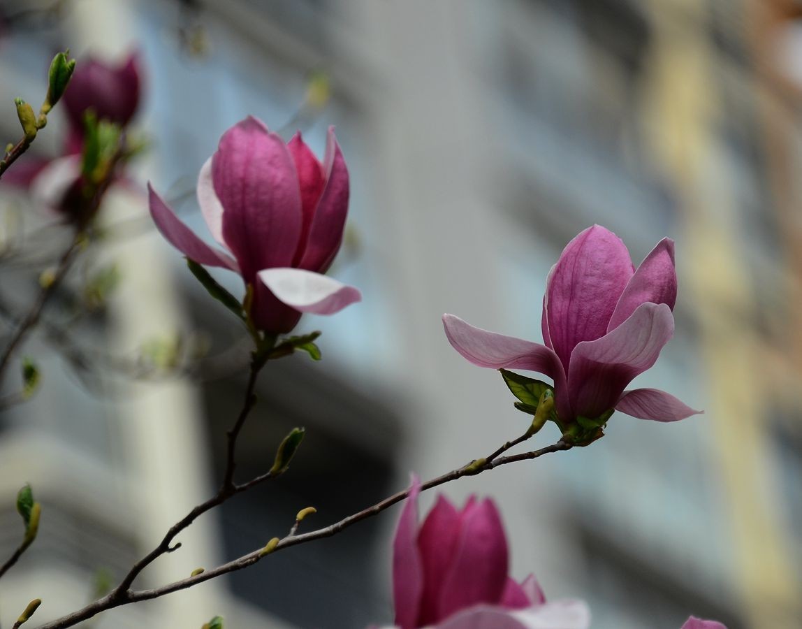 花卉系列【3333】