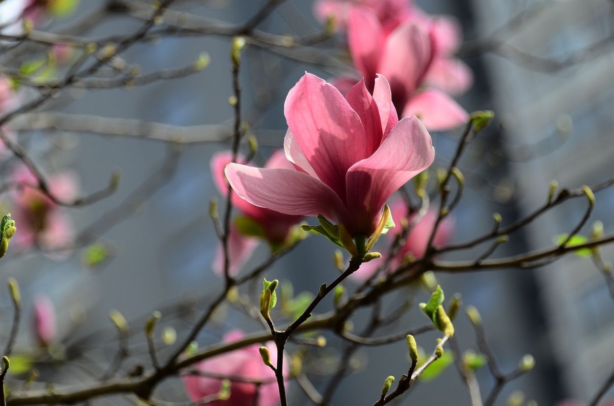 花卉系列【3332】