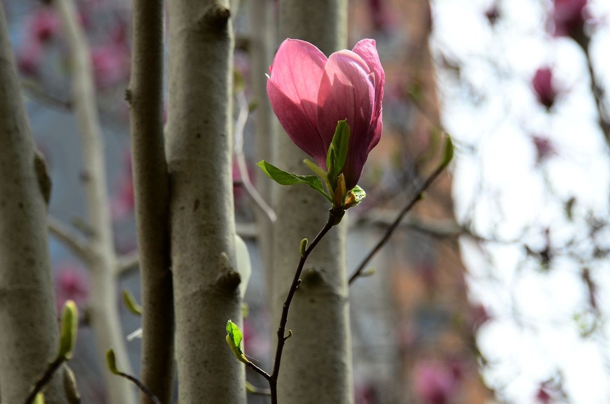 花卉系列【3332】