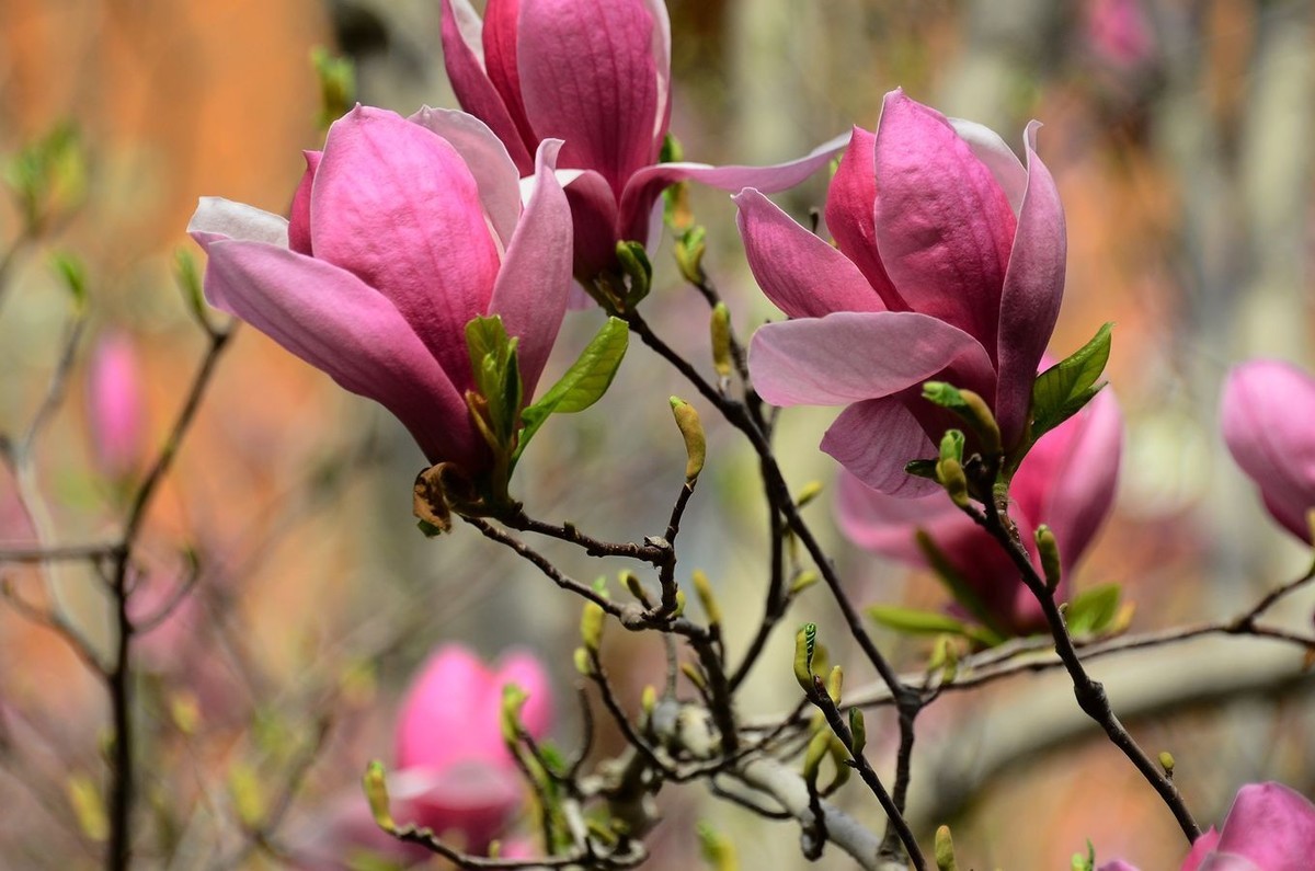 花卉系列【3332】