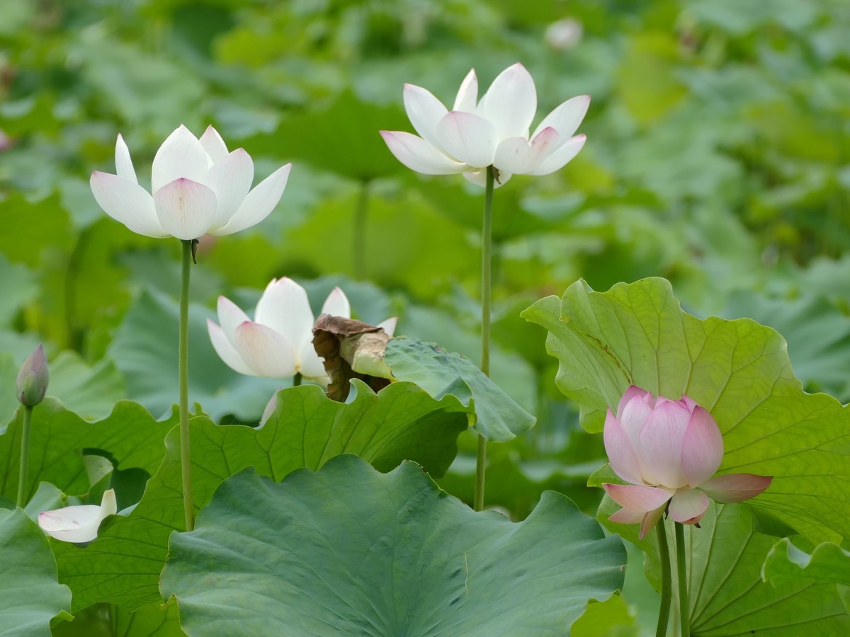 东  安  湖  公  园