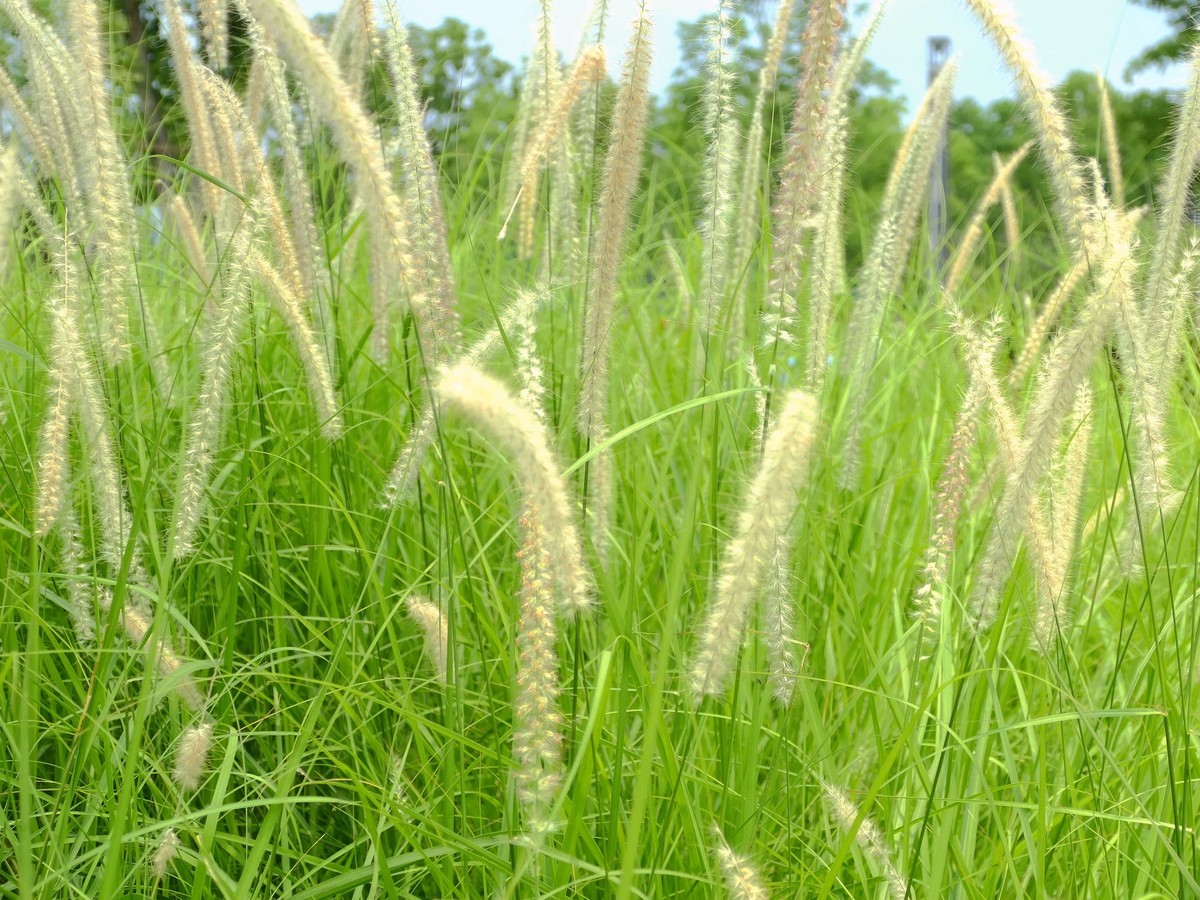 东  安  湖  公  园