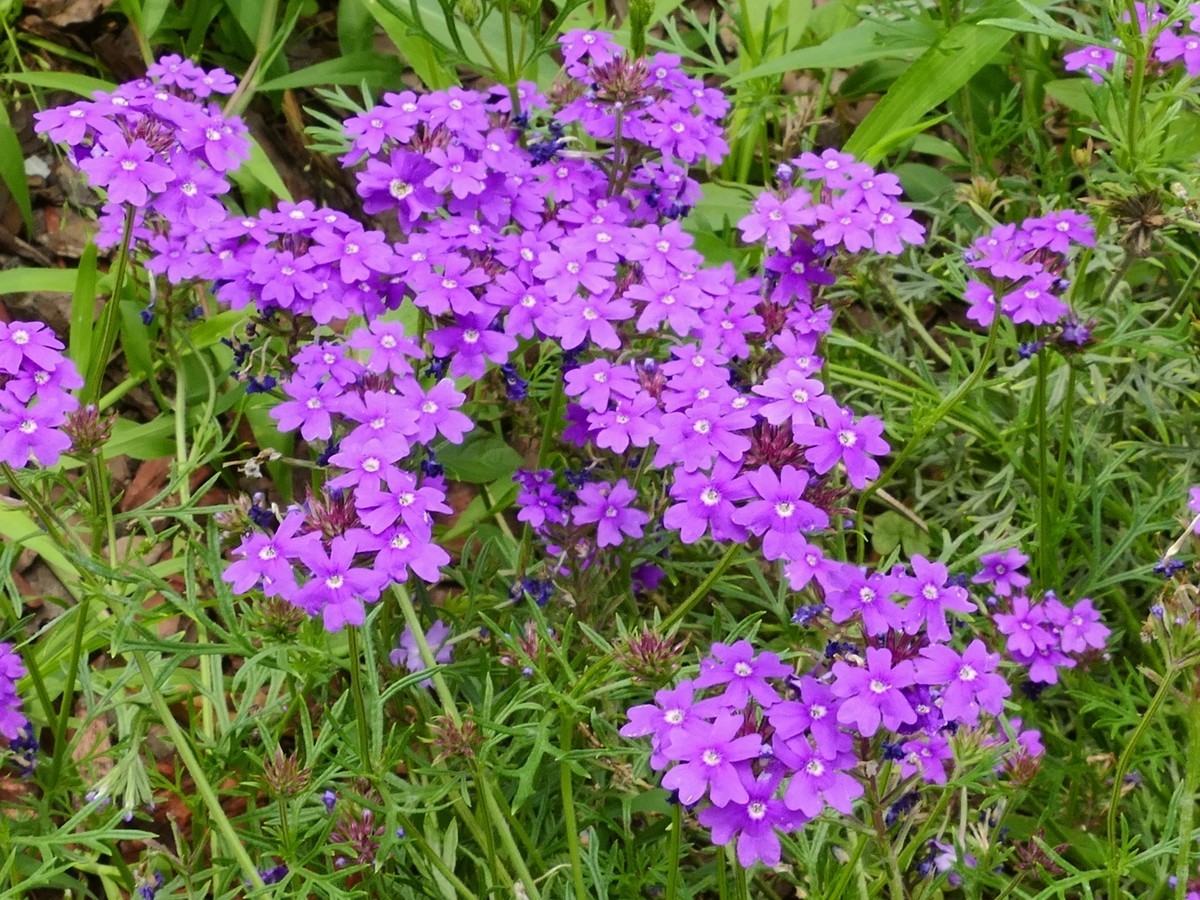 东  安  湖  公  园