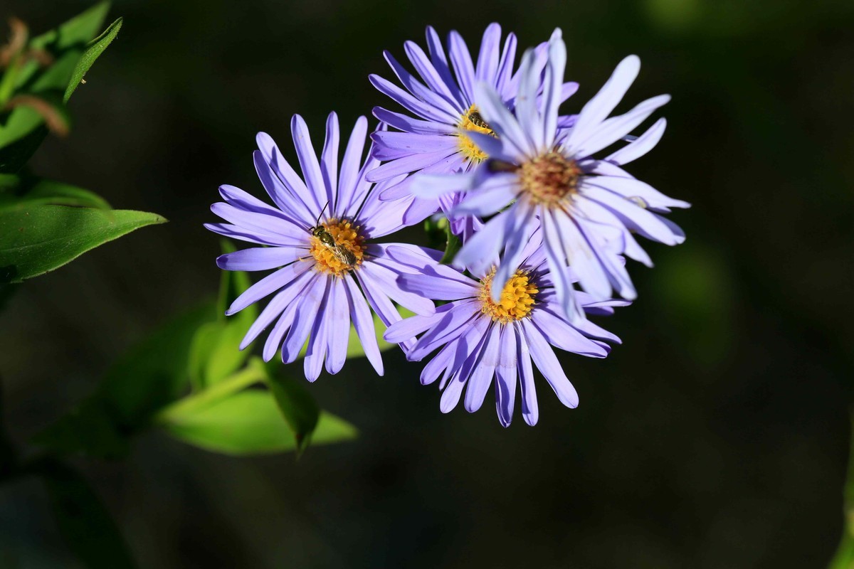 2022年拍的野菊花