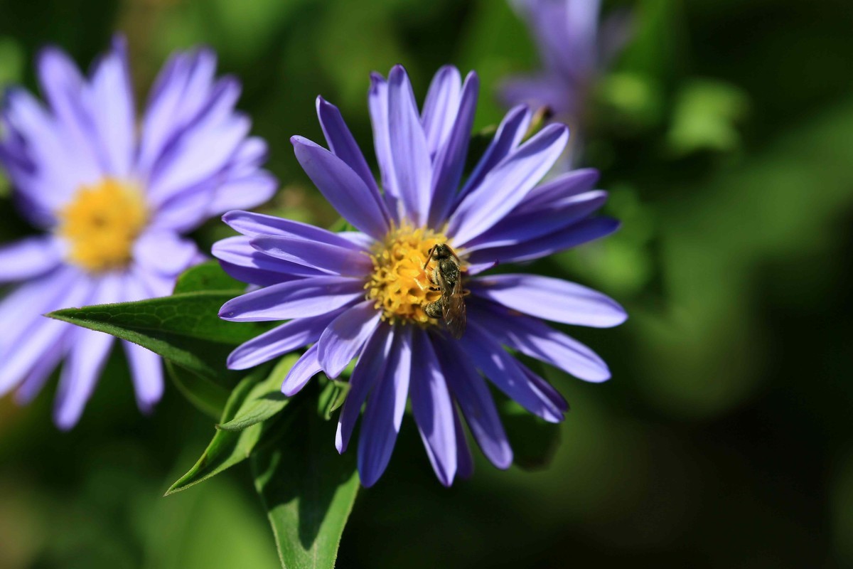 2022年拍的野菊花
