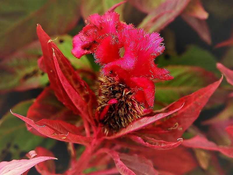 《不老松：纪实摄影》大运诃边的兴济花海：格桑花(秋英)、鸡冠花！ (4)