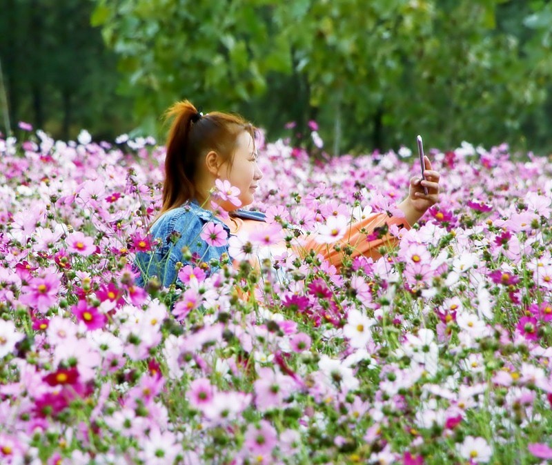 《不老松：纪实摄影》大运诃边的兴济花海：格桑花(秋英)、鸡冠花！ (4)