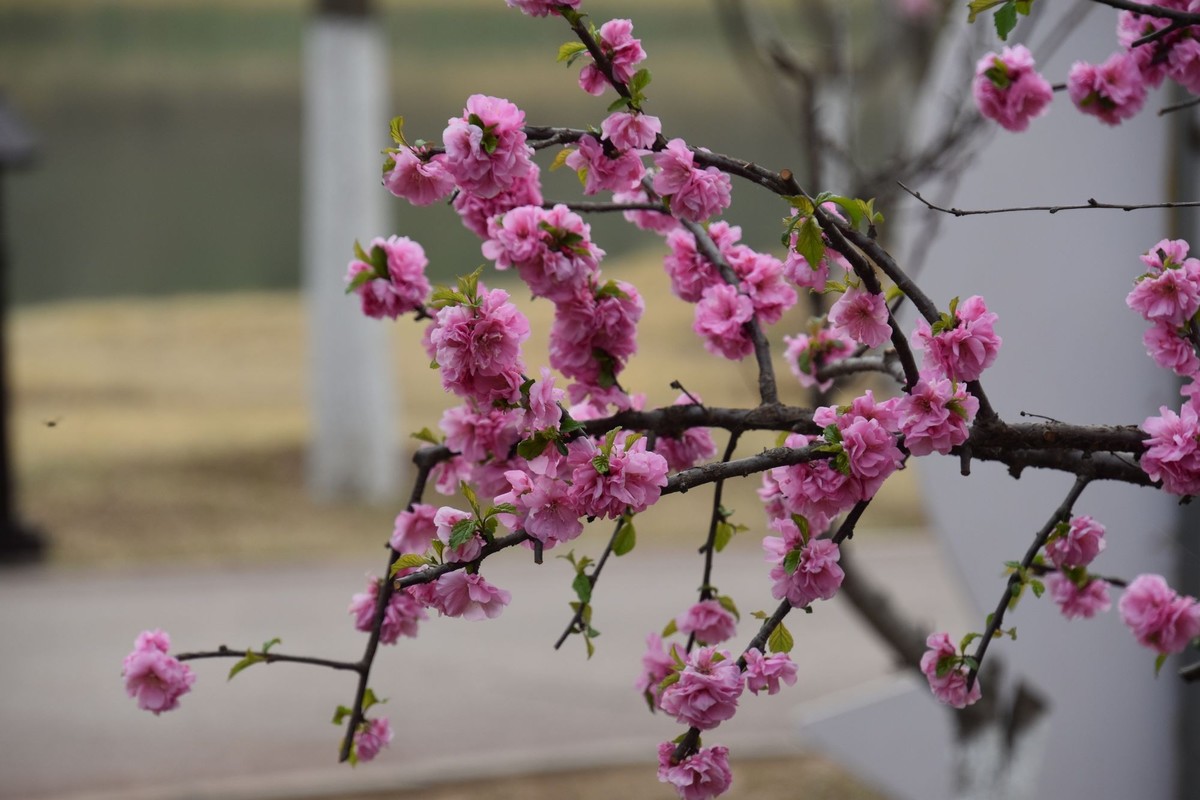 又是花红柳绿时