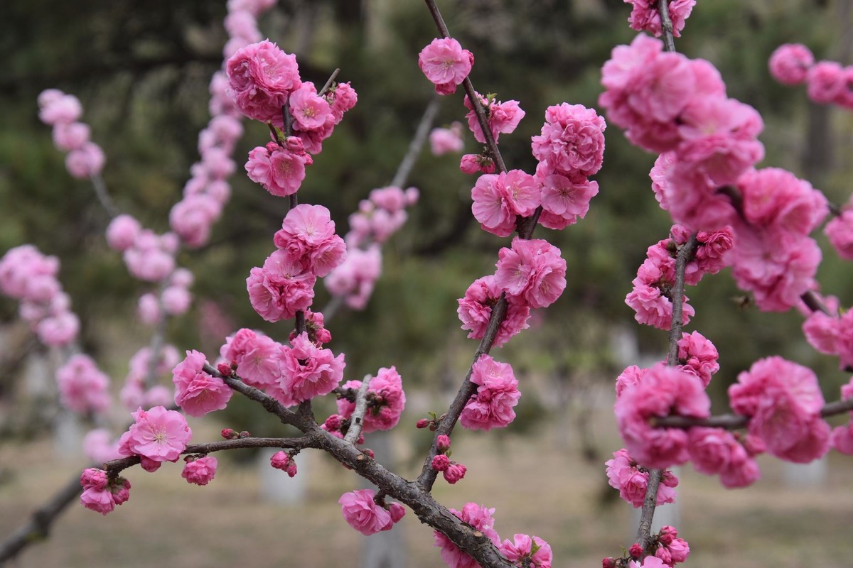 又是花红柳绿时