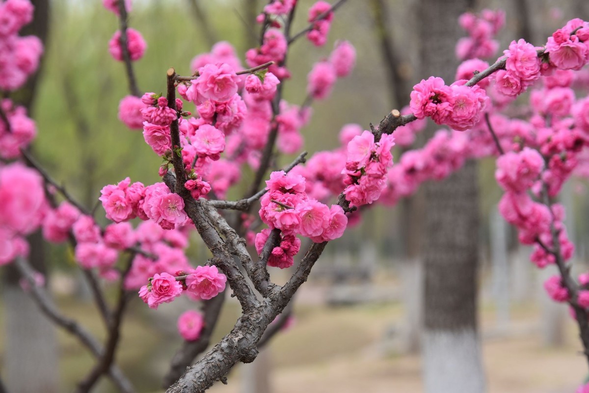 又是花红柳绿时