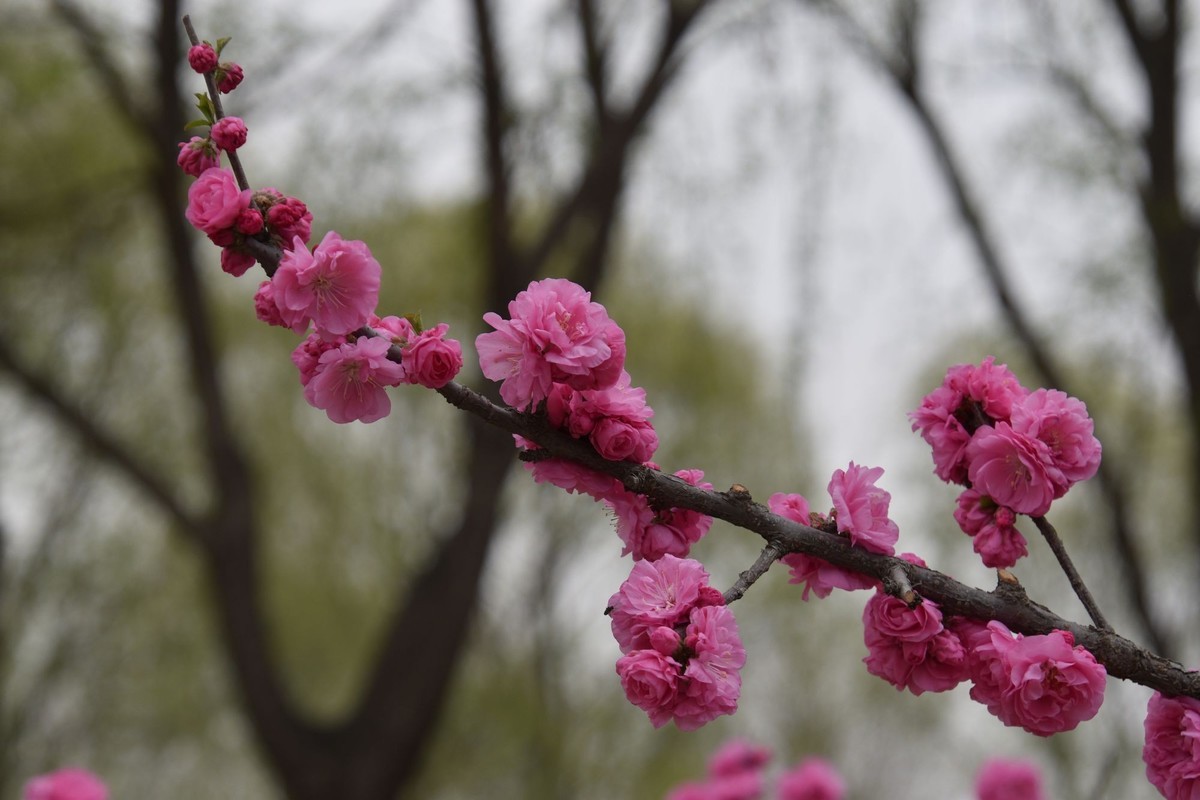 又是花红柳绿时