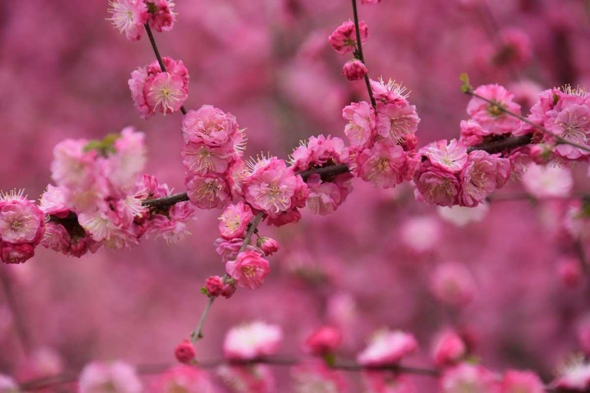 又是花红柳绿时