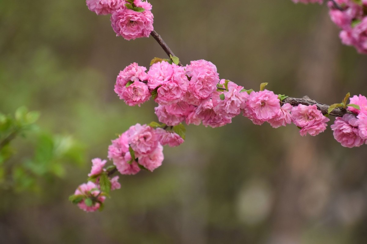 又是花红柳绿时