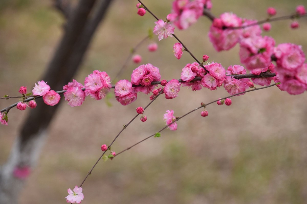 又是花红柳绿时