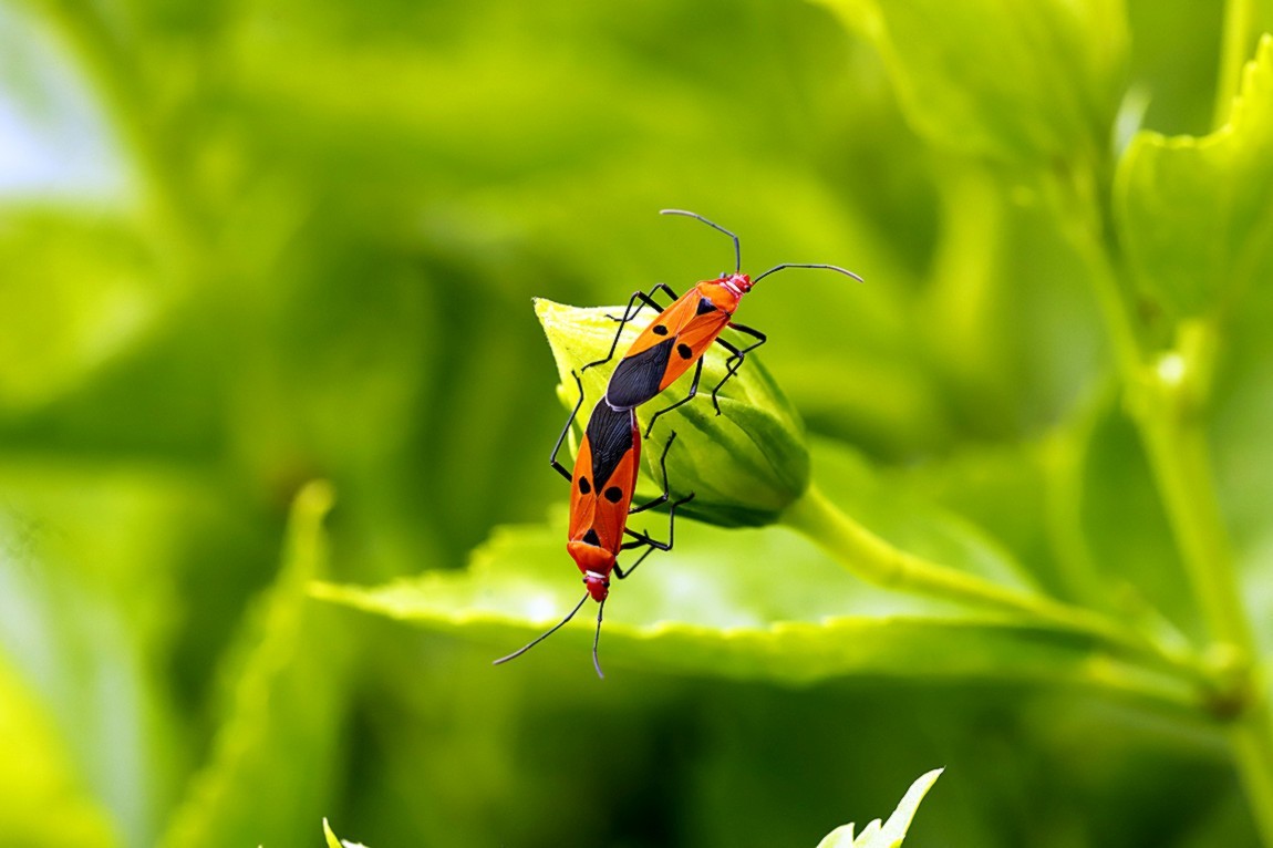 虫趣:亲密伙伴棉红蝽
