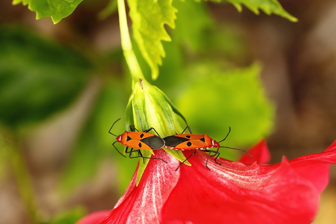虫趣:亲密伙伴棉红蝽