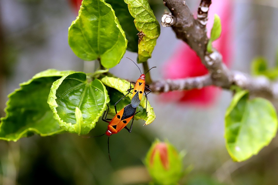 虫趣:亲密伙伴棉红蝽
