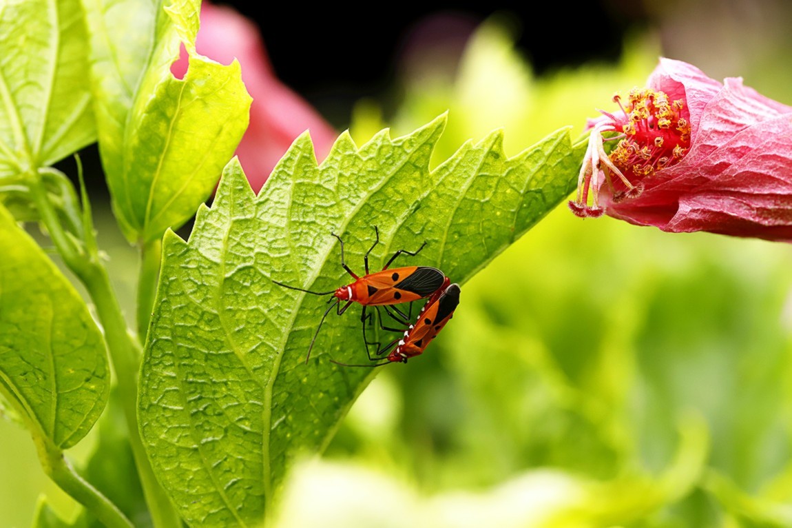 虫趣:亲密伙伴棉红蝽