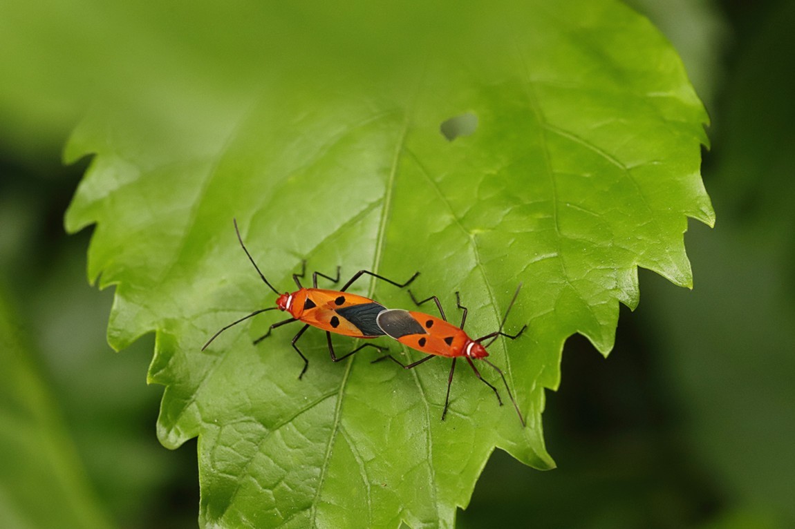 虫趣:亲密伙伴棉红蝽