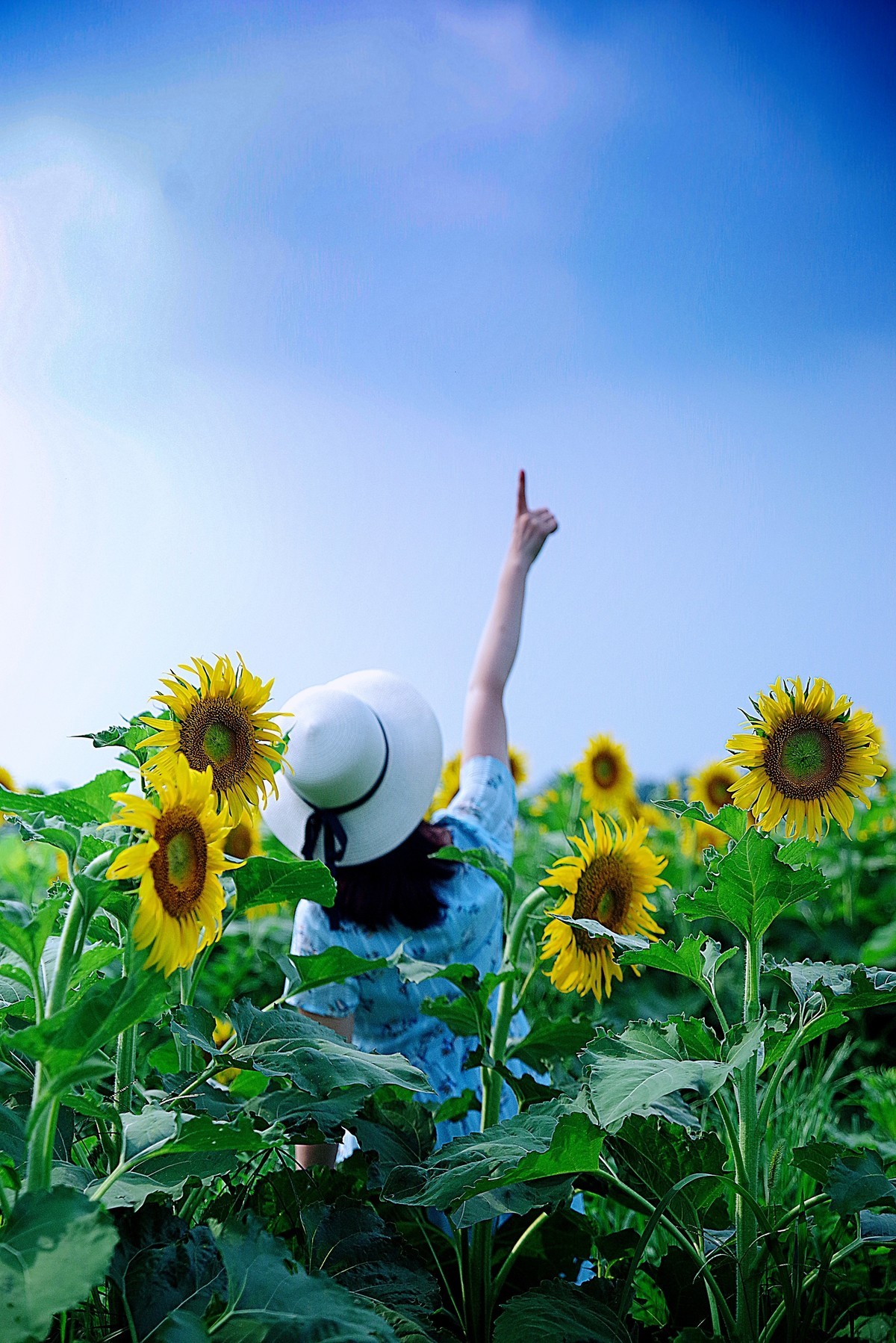 轻点足尖向日倾