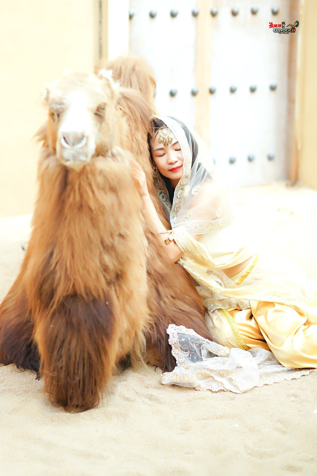 【沙漠香槟女神】---小杨