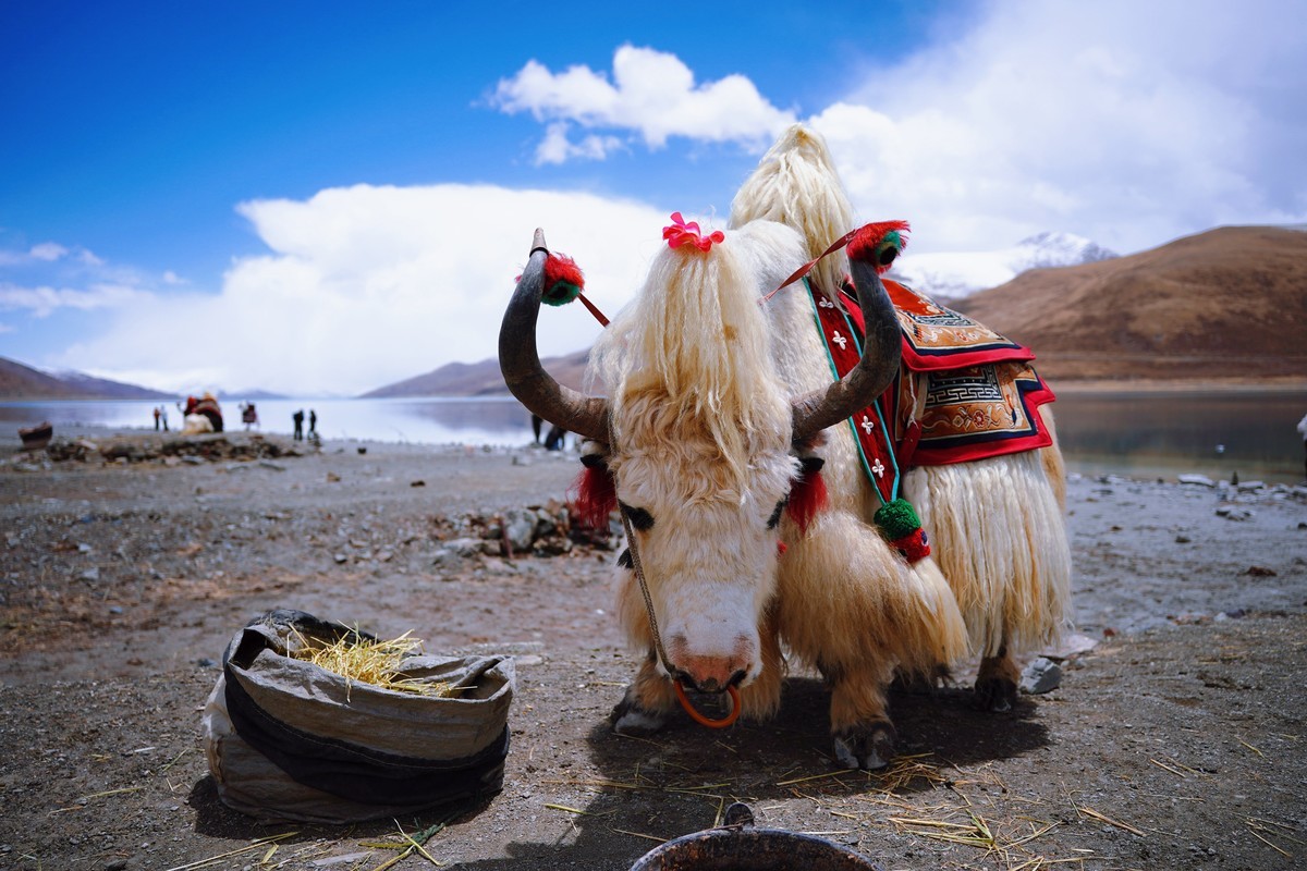 羊湖（圣湖羊卓雍错）