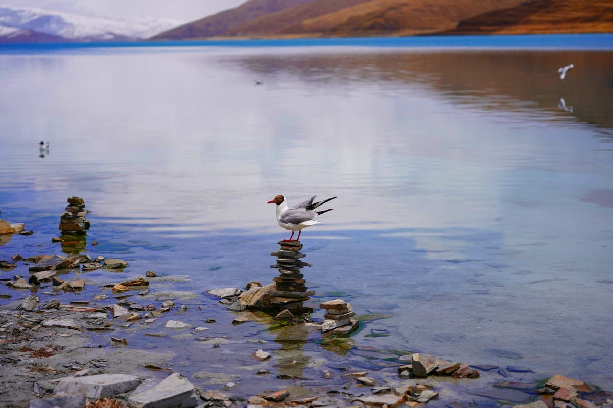 羊湖（圣湖羊卓雍错）