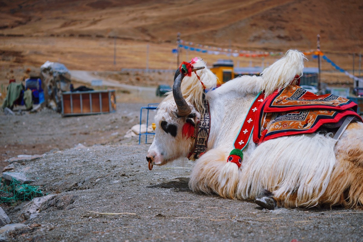 羊湖（圣湖羊卓雍错）