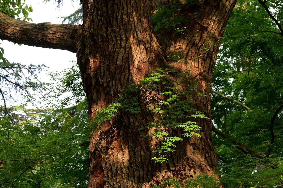 杭州—西湖—花港观鱼(2)