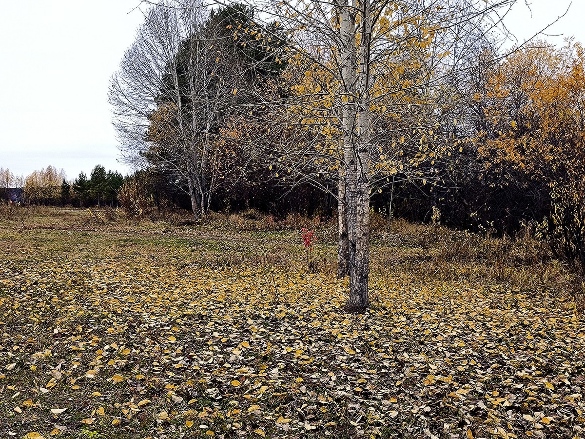 北极村秋色手机随拍(三)
