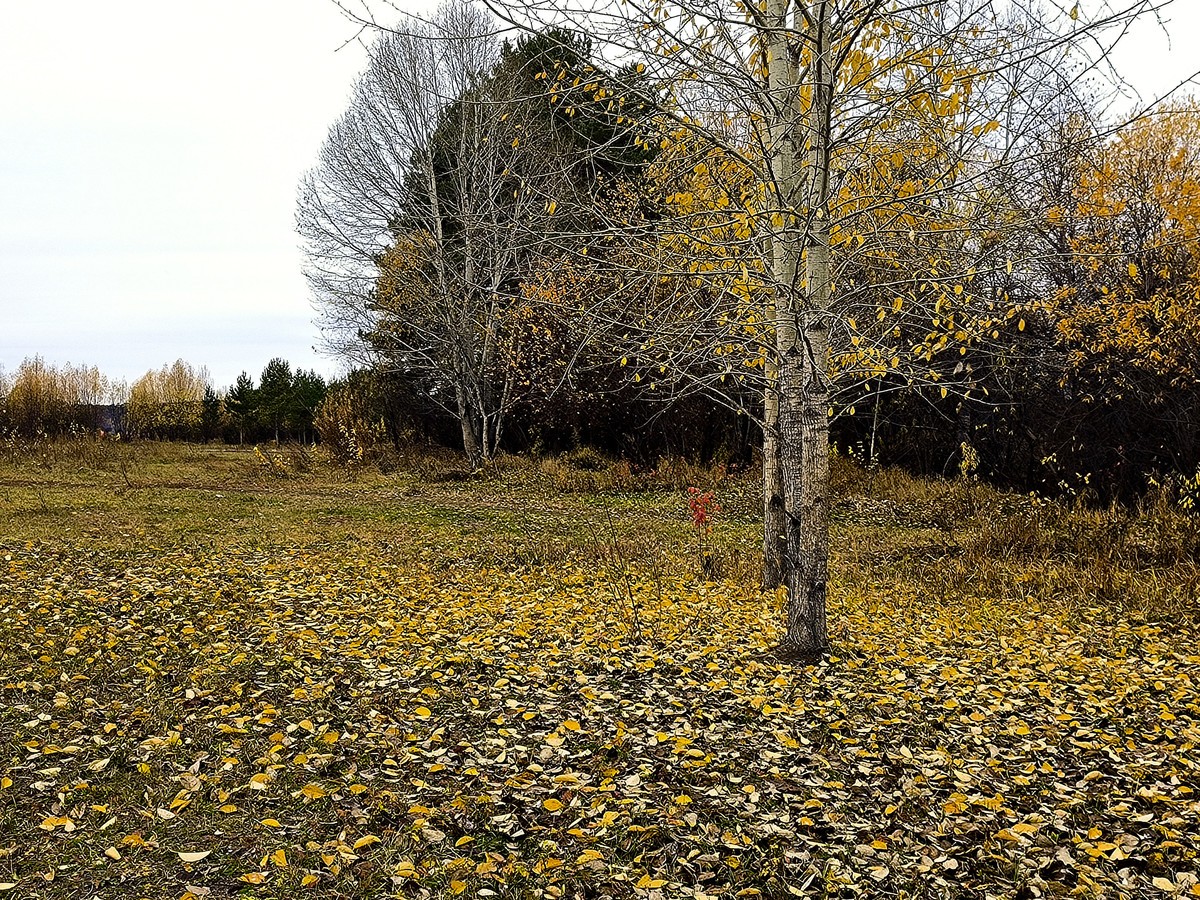 北极村秋色手机随拍(三)