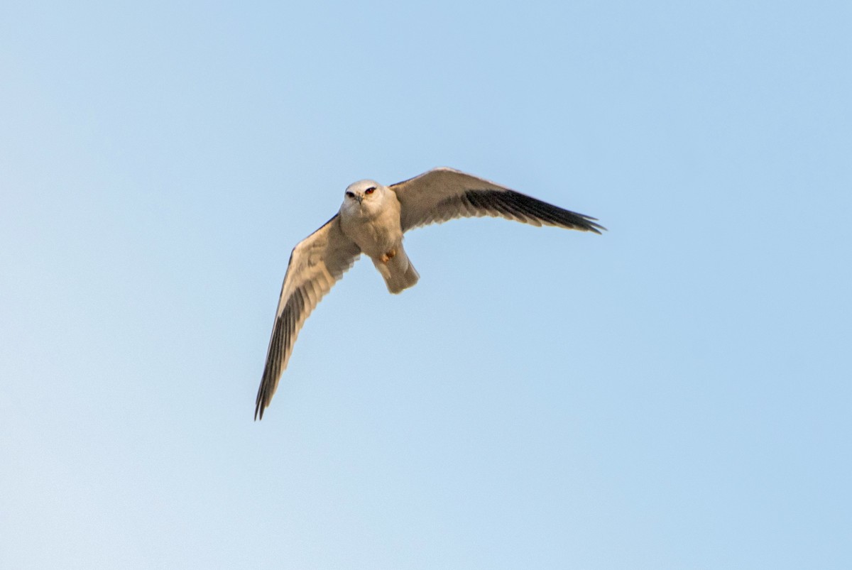 寻找猎物的黑翅鸢（五）