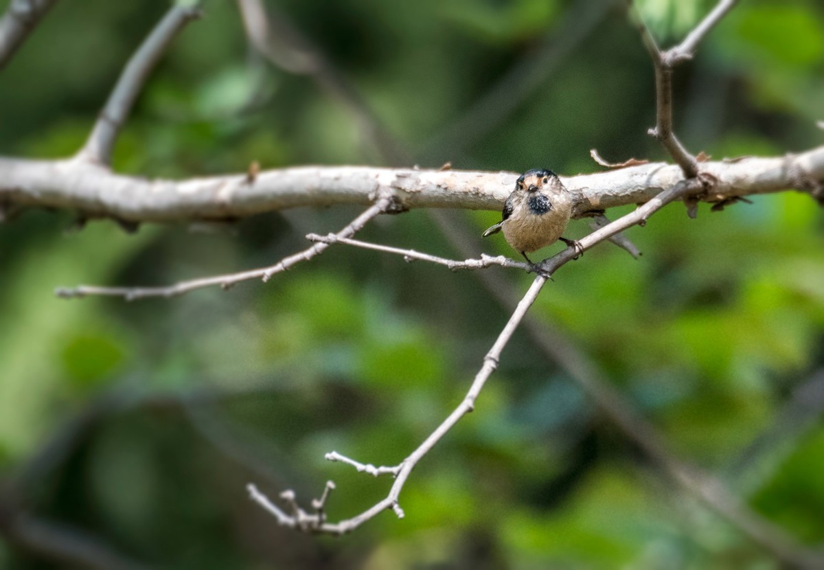 银喉长尾山雀（二十七）