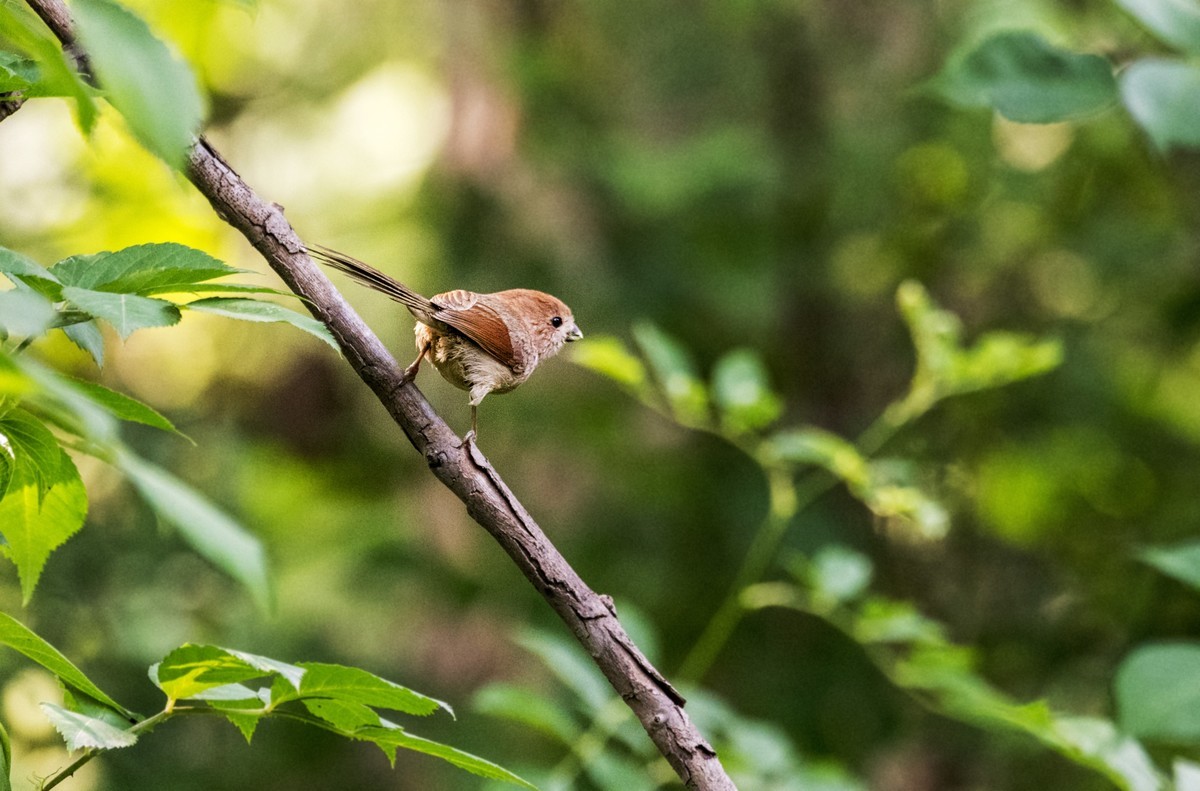 银喉长尾山雀（二十七）