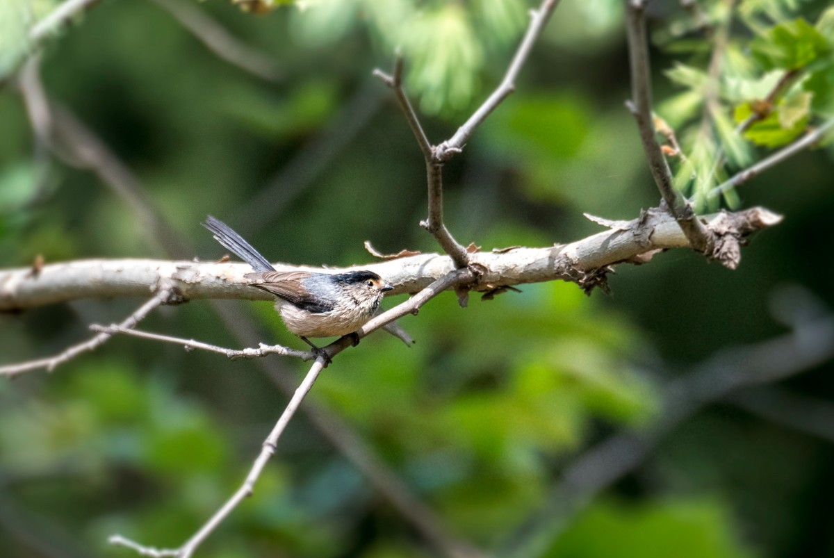 银喉长尾山雀（二十七）