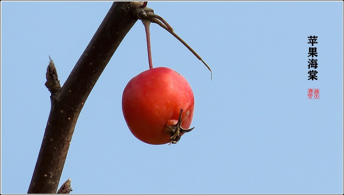 苹果海棠果