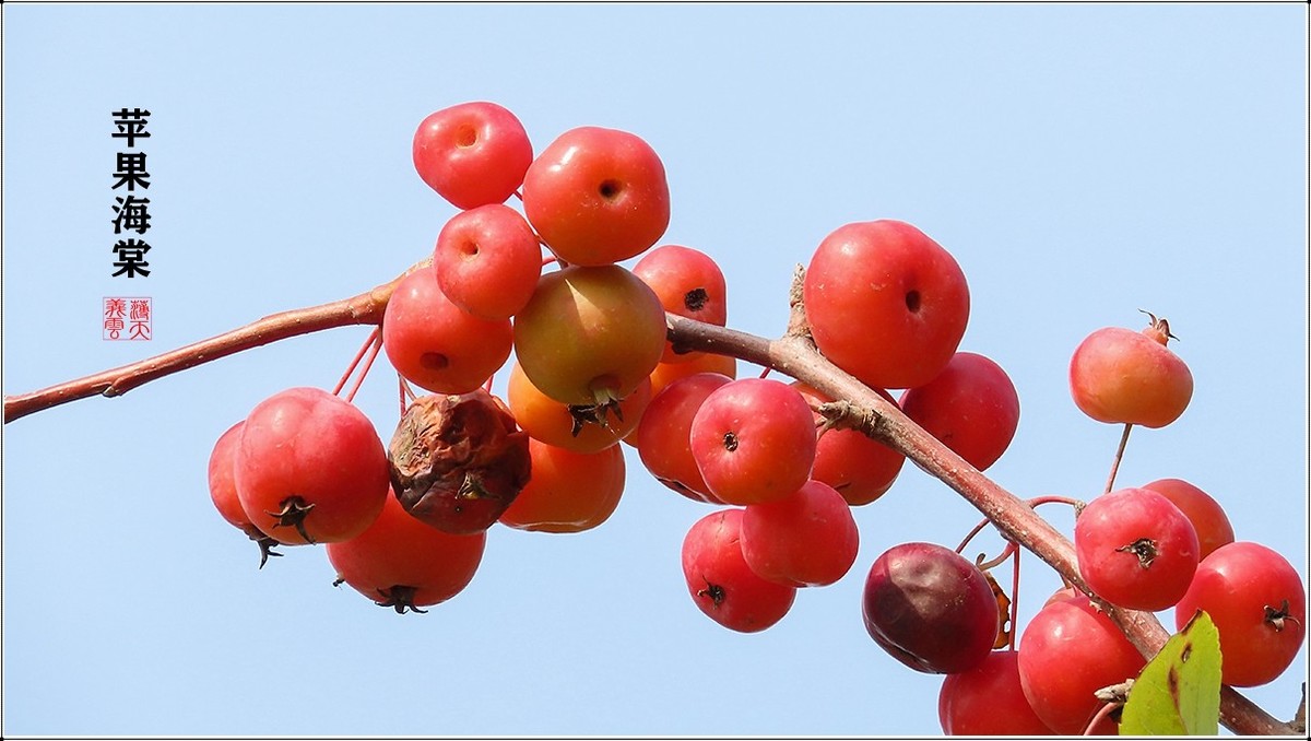 苹果海棠果