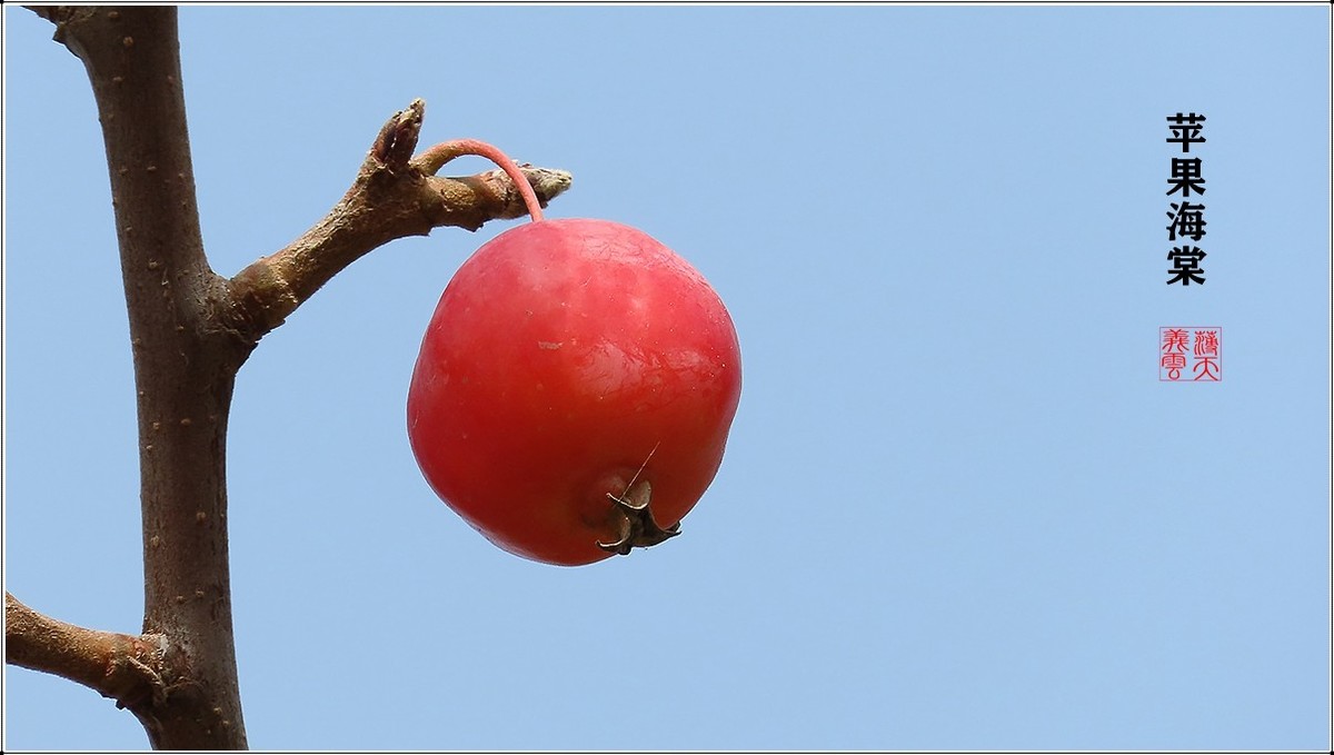 苹果海棠果