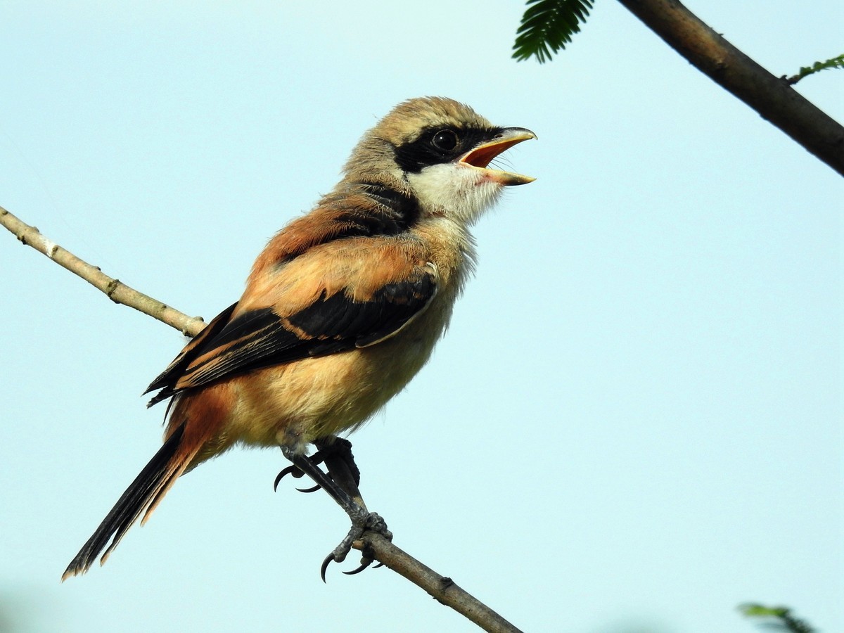 在电脑上找出的尼康p1000的片子｛机子不在了｝